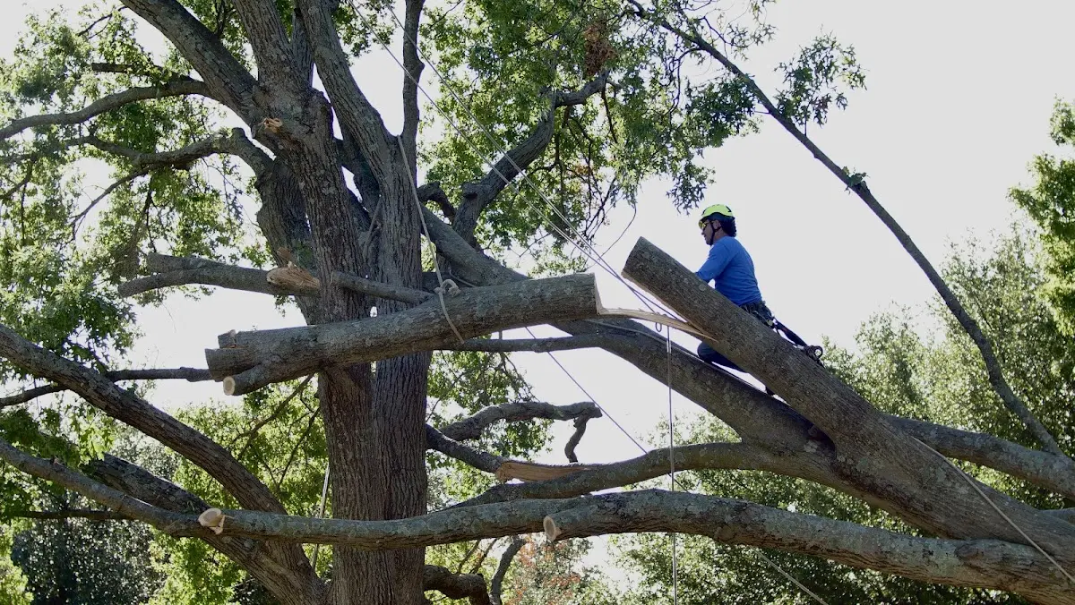 Professional Crown Thinning performed by certified arborists in Scipio